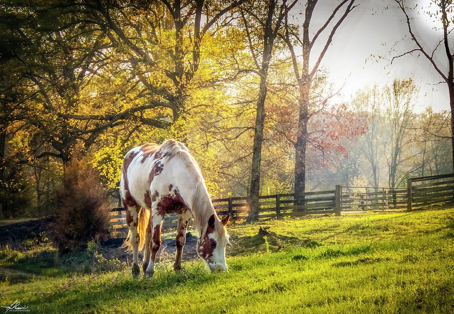 Horse Photograph - Picante On Springtime Pasture by Phil And Karen Rispin