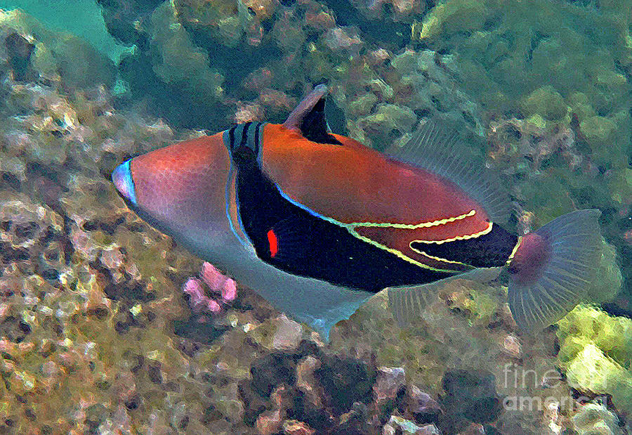 Picasso Triggerfish Up Close Photograph by Bette Phelan