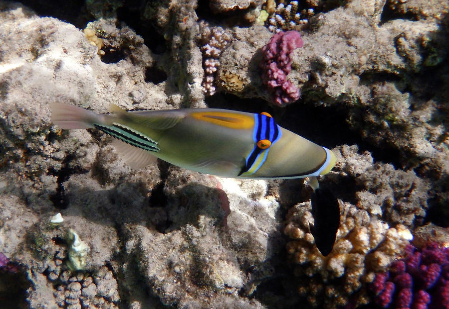 Picassofish Makadi Bay Photograph by Johanna Hurmerinta