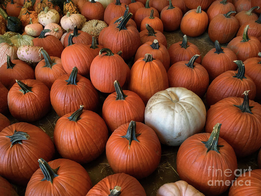 Fall Photograph - Pick A Pumpkin by Mark Miller