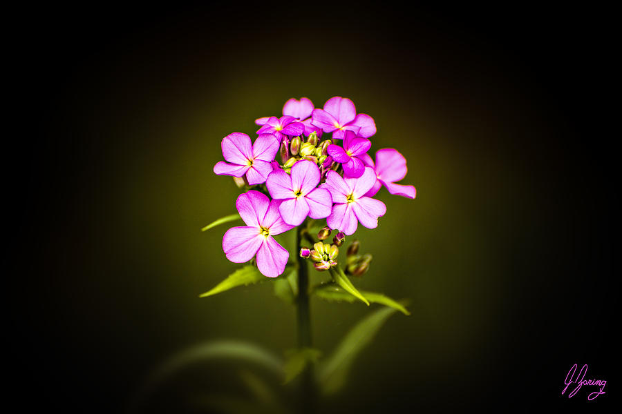 Nature Photograph - Pick Me Pinky by Joshua Zaring