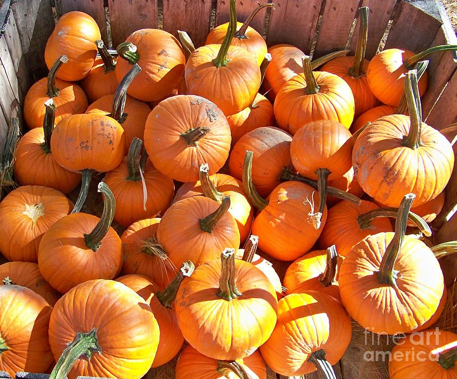 Pick your Pumpkin Photograph by Jean Fry - Pixels