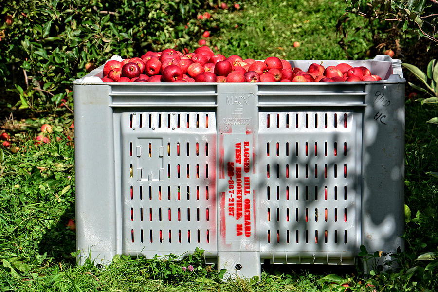Picked Apples Photograph by Mike Martin