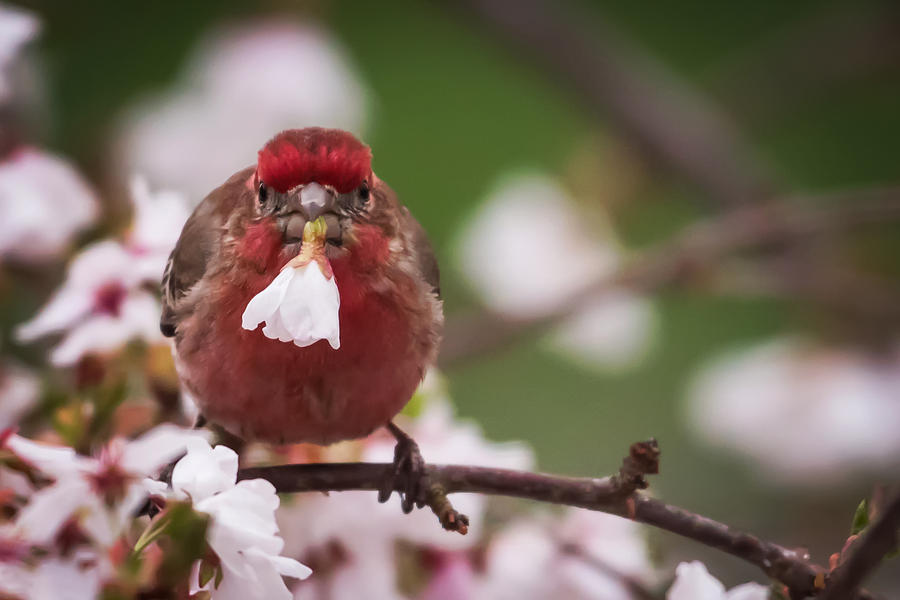 Flower Photograph - Picked Just For You House Finch by Terry DeLuco