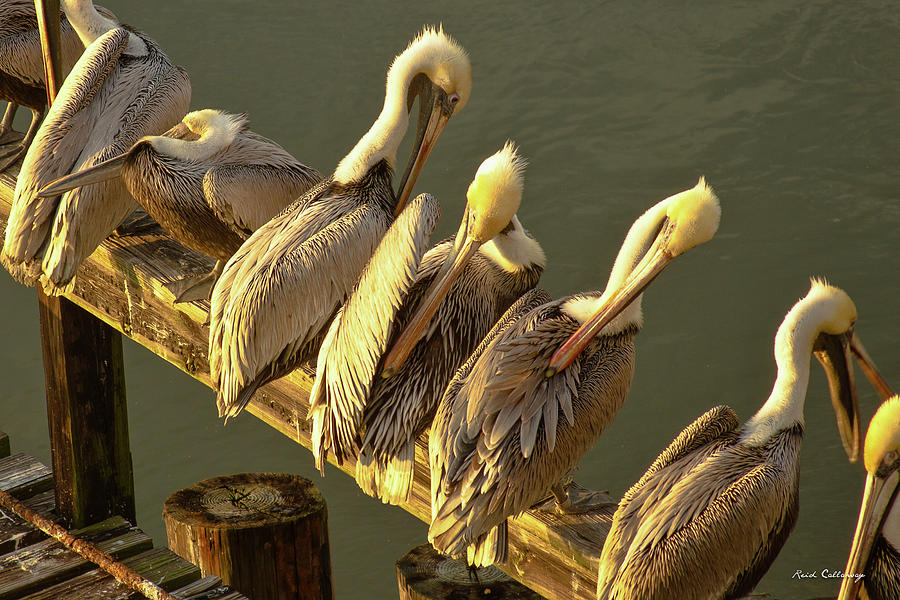 Savannah GA The Groomers Brown Pelicans Sunrise Seascape Wildlife Art Photograph by Reid Callaway