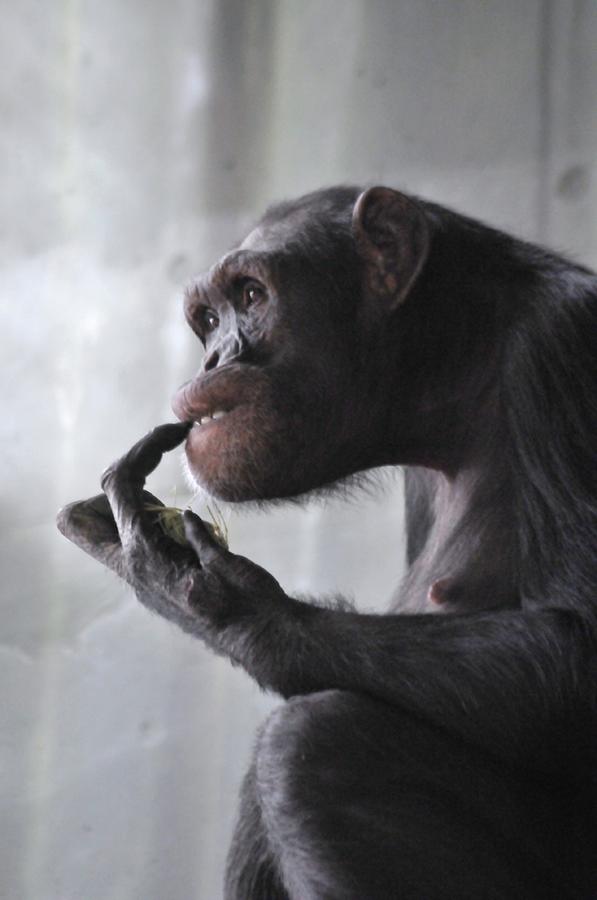 Chimpanzee Photograph - Picker by Jennifer Englehardt