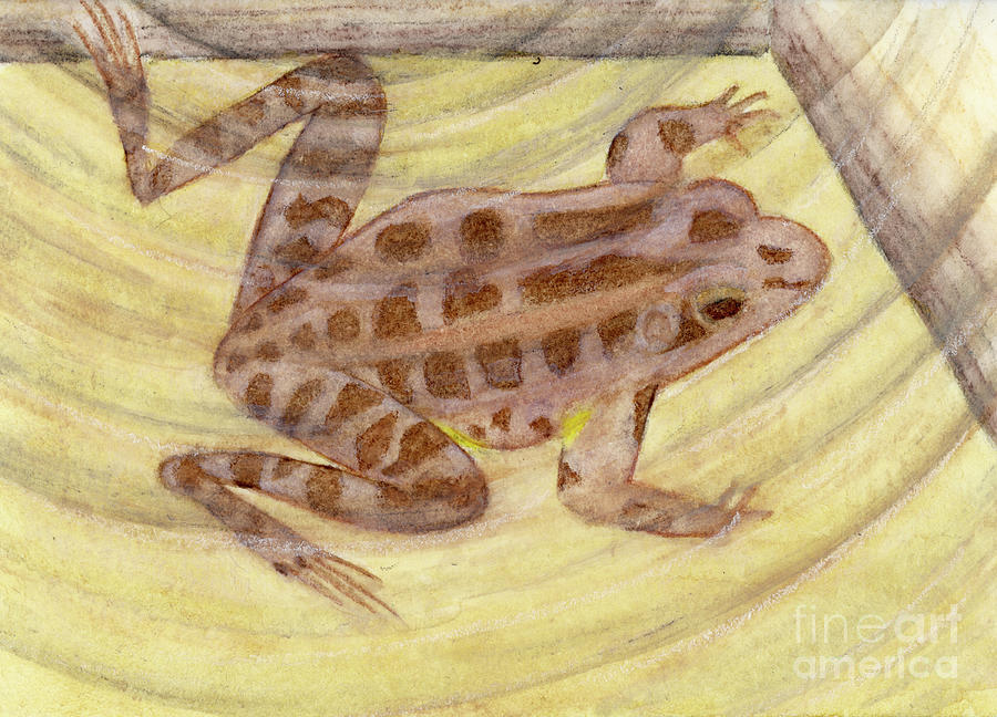 Pickerel Frog Painting by Jackie Irwin