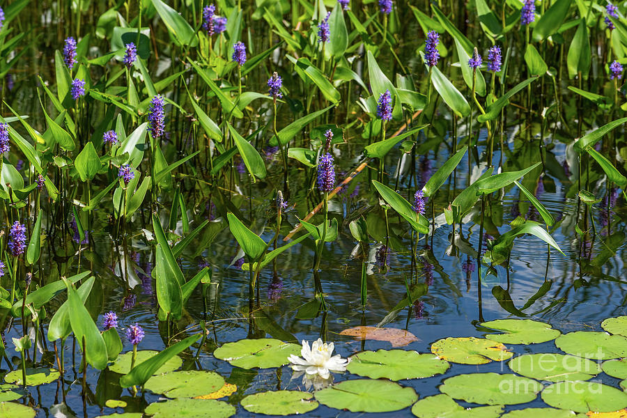 Pickerel Weed and Water Lily Photograph by Les Palenik