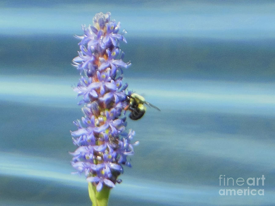 Pickerelweed Bumble Bee Photograph by Rockin Docks Deluxephotos