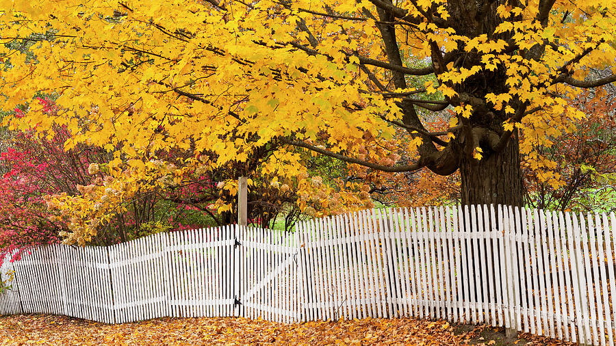Picket Fence And Fall Foliage Photograph by Alan L Graham
