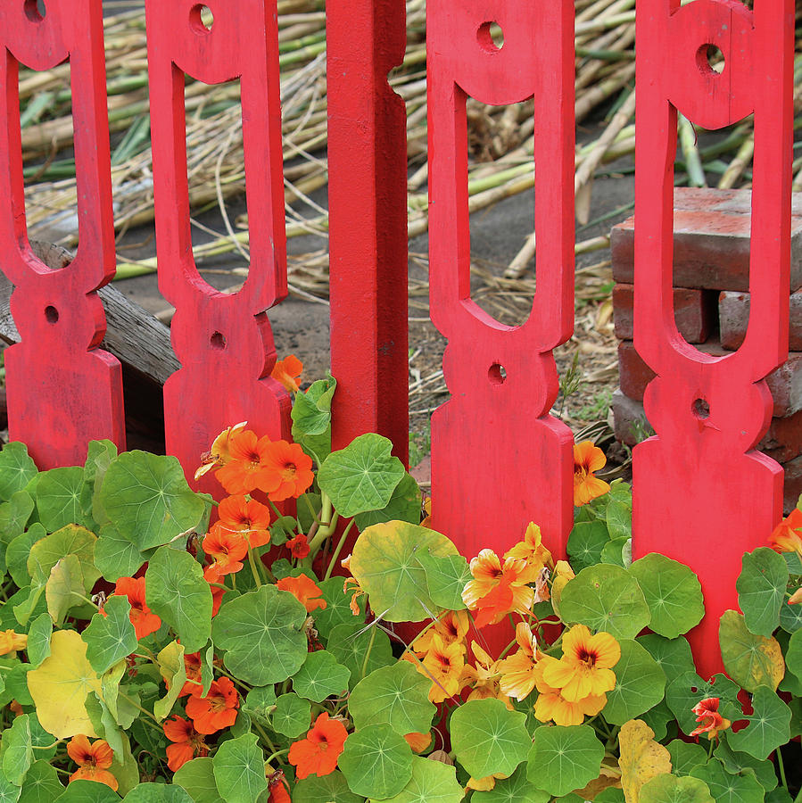 Picket Fence and Nasturtiums Photograph by Art Block Collections