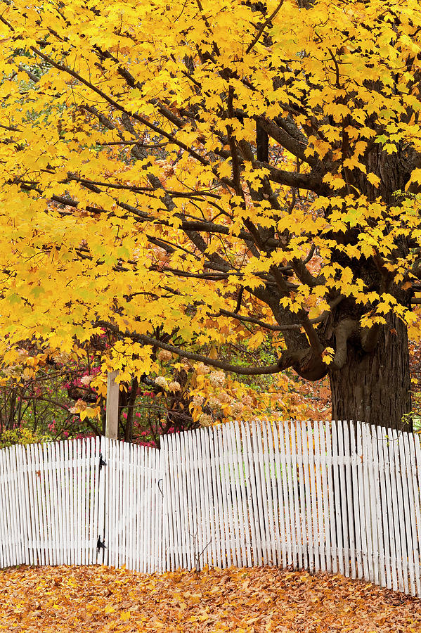 Picket Fence Autumn 2 Photograph by Alan L Graham