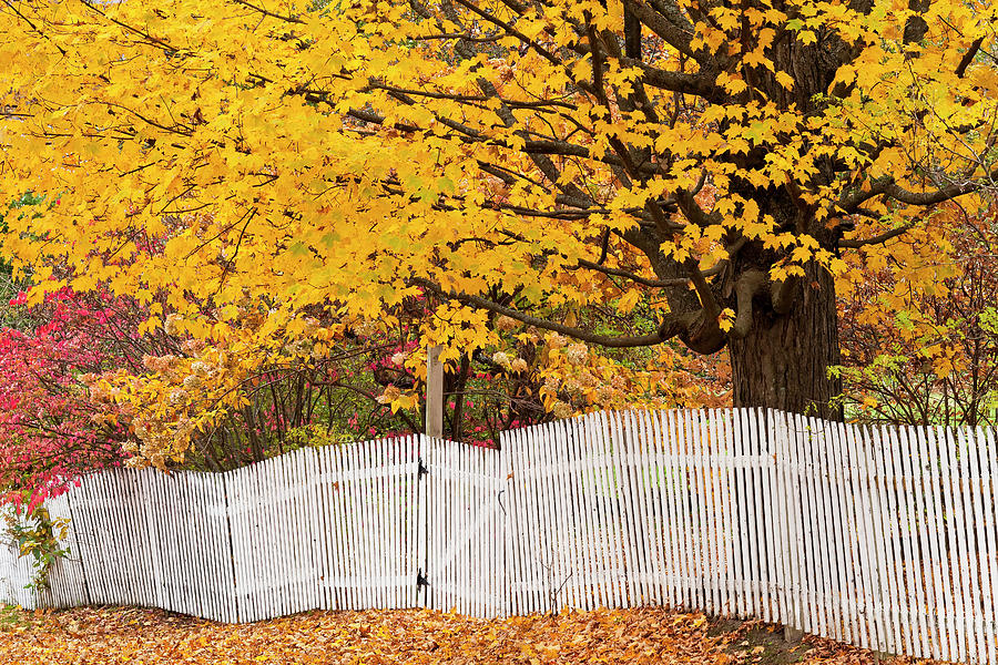 Picket Fence Autumn Photograph