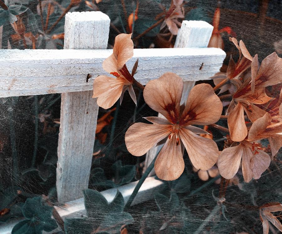 Picket Fence Blooms Photograph by Kathleen Messmer
