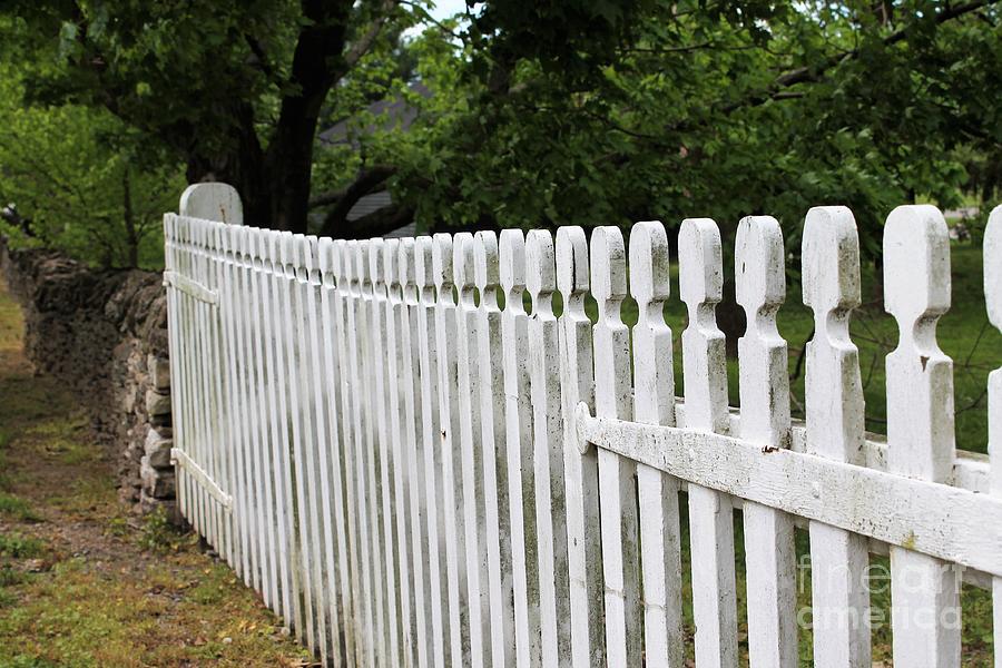Picket Fence Delight Photograph by Carol Riddle