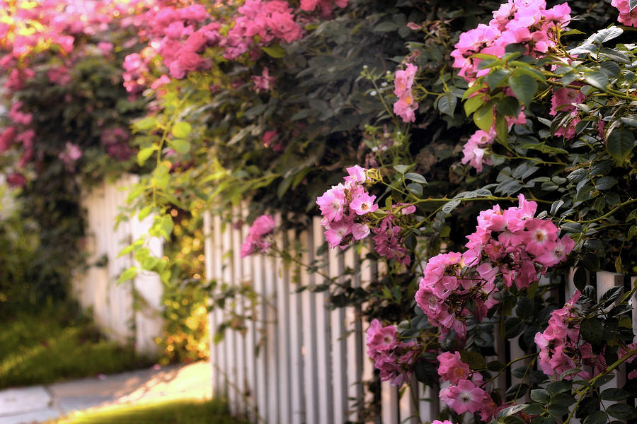 Picket Fence Floral Photograph by Jessica Jenney
