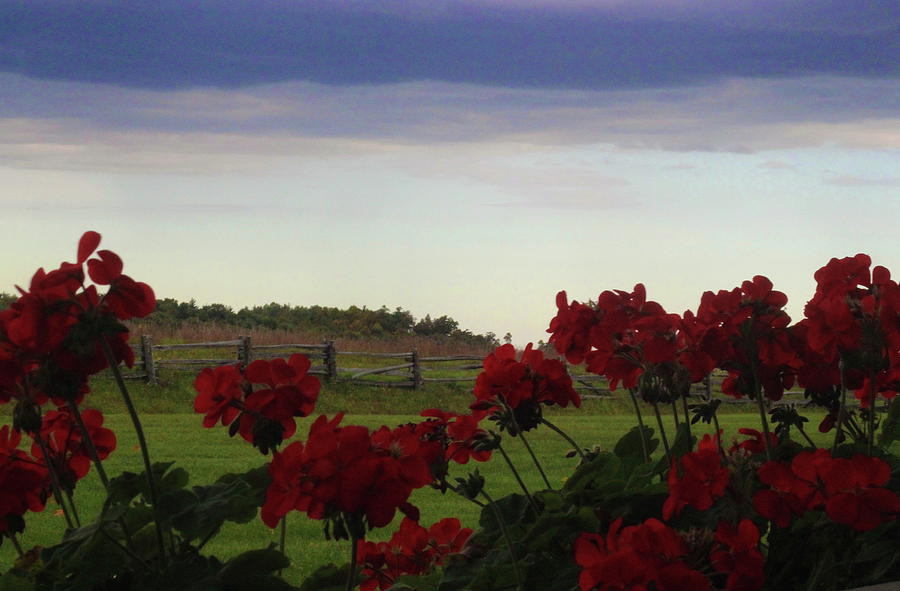 Nature Photograph - Picket fence, flowers and storms by Cathy Lindsey