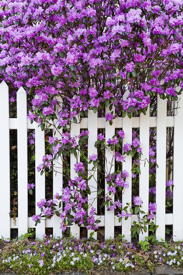 Picket Fence Rhododendron Photograph by Alan L Graham