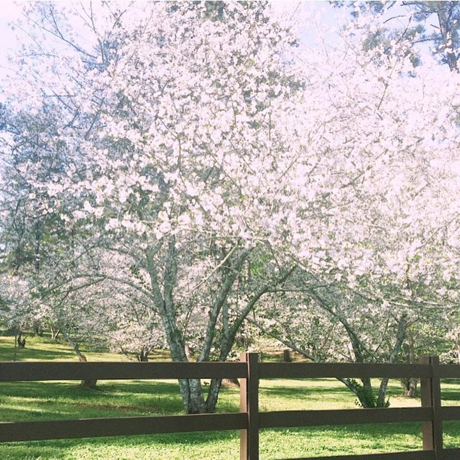 Cherryblossom Photograph - Picket Fences + Cherry Blossoms...how by E M I L Y  B U R T O N
