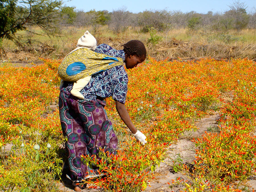 Picking Chilli Peppers - Zimbabwe  South Africa Photograph by Karen Zuk Rosenblatt