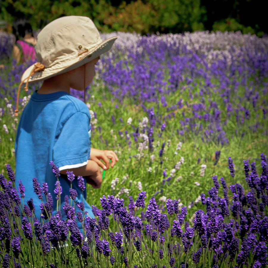 Picking Lavender Photograph by David Patterson