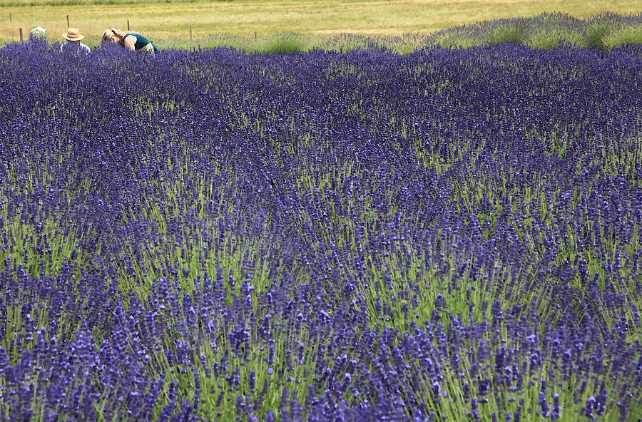 Picking Lavender Photograph by Margaret Hood