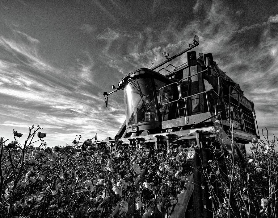 Picking white in Black and White Photograph by David Zarecor