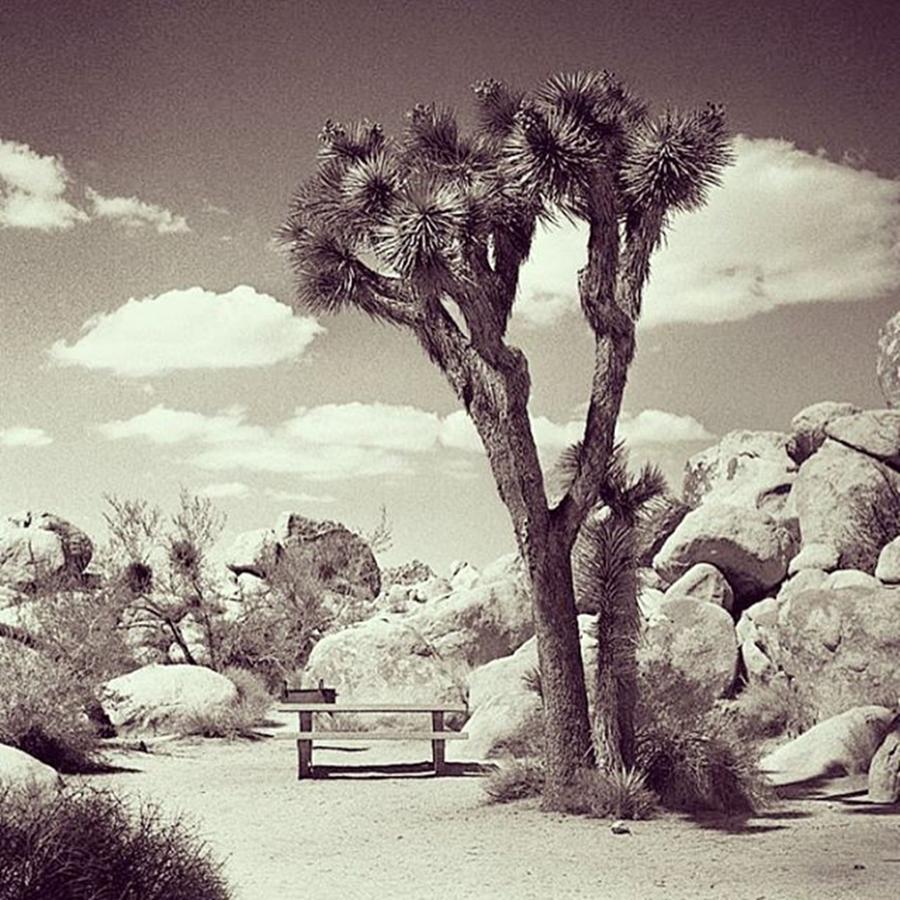 Ilford Photograph - Picnic Area In Joshua Tree National by Alex Snay
