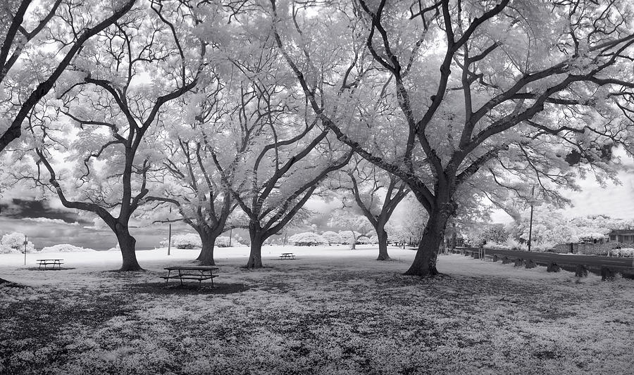 Picnic Bench Dream Photograph by Sean Davey
