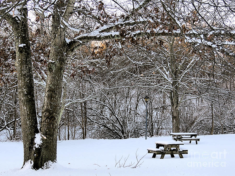 Picnic in the Snow Photograph by Janice Drew