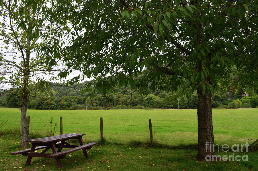 Picnic Table Under a Tree in Inverness Scotland Photograph by DejaVu Designs