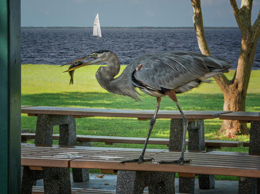 Picnics Are For the Birds - Great Blue Heron at the Park Photograph by Mitch Spence
