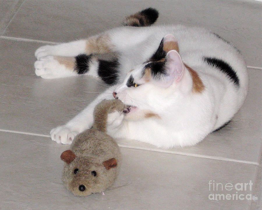 Pico and Toy Mouse Photograph by Phyllis Kaltenbach