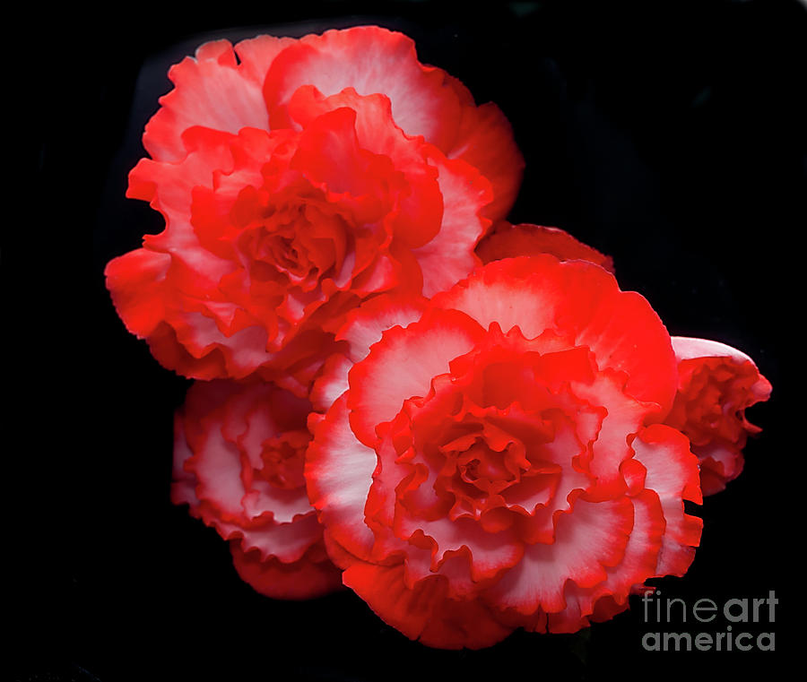 Picotee Begonia Photograph by Ann Jacobson