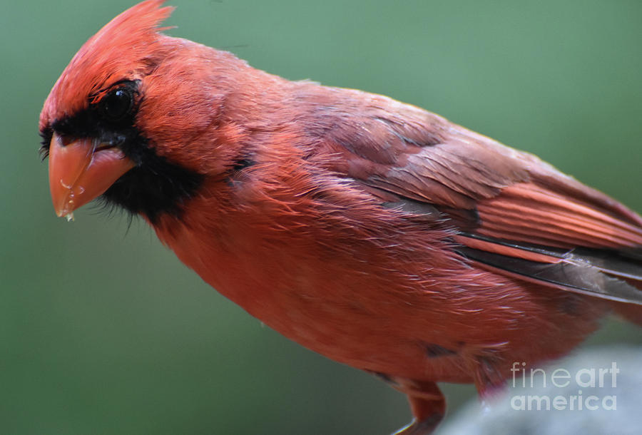 Picture Perfect Cardinal Bird Up Close and Personal Photograph by DejaVu Designs