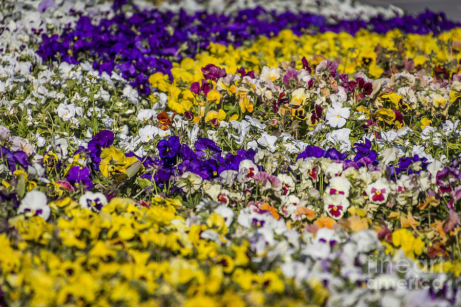 Picture-perfect Pansies Photograph by Joann Long