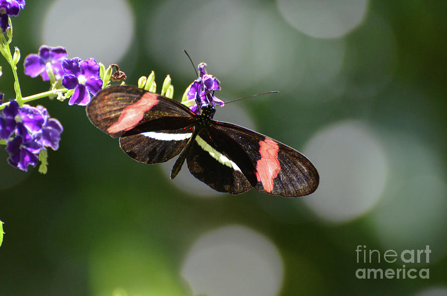 Picture Perfect Postman Butterfly on a Small Purple Flowers Photograph by DejaVu Designs