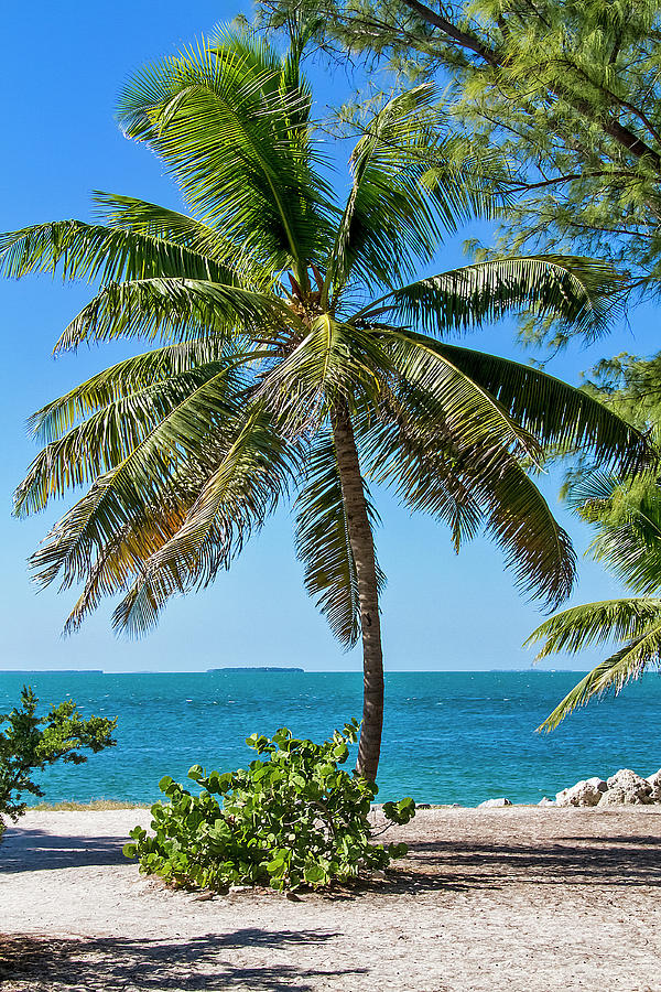 Picture Postcard Perfect Palm in Key West Photograph by Bob Slitzan