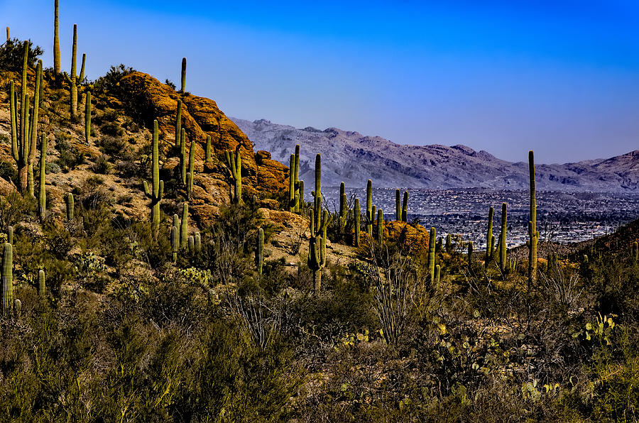 Saguaro National Park Photograph - Picture Rocks No. 27 by Mark Myhaver