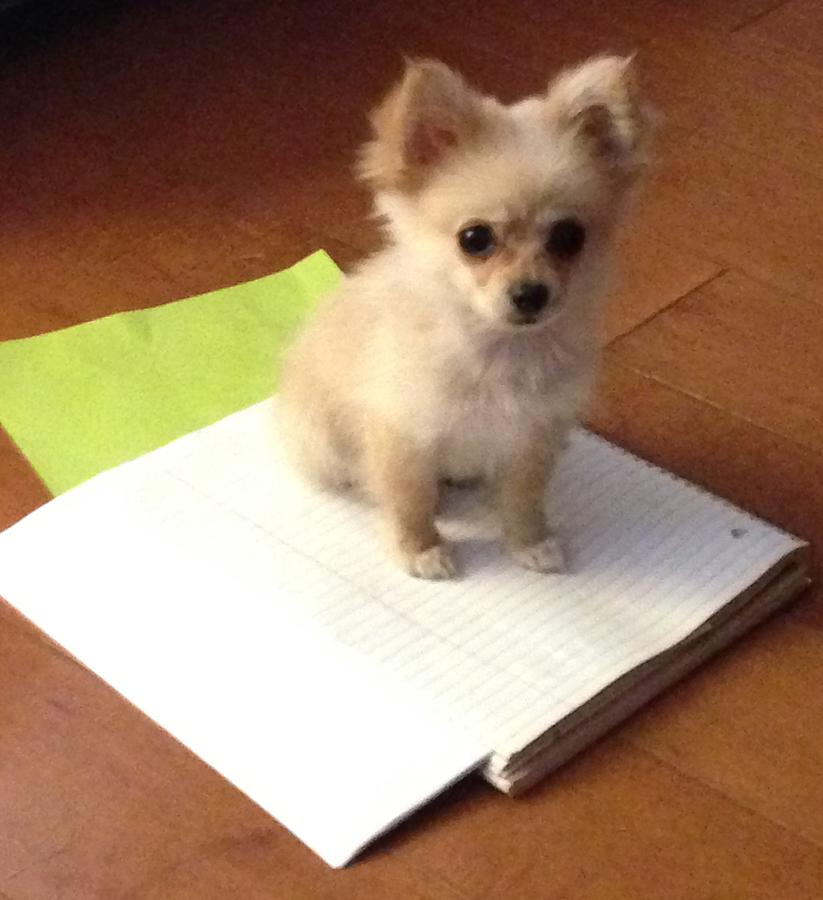 Pomeranian Photograph - Piddles on a notebook by Donna Andrews