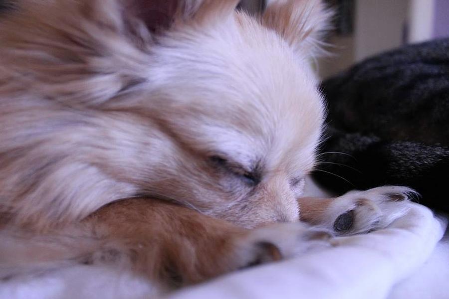 Pomeranian Photograph - Piddles sleeping by Donna Andrews