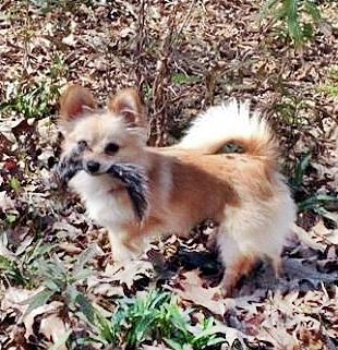 Pomeranian Photograph - Piddles with a squirrel tail by Donna Andrews
