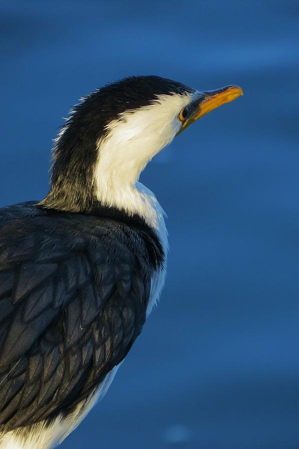 Wildlife Photograph - Pide Cormorant by Amanda S Leek