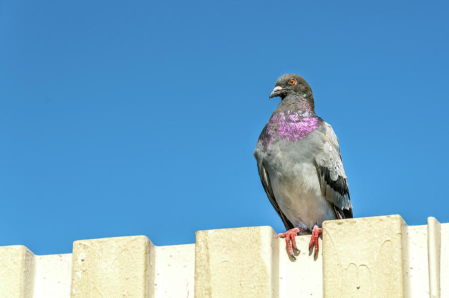Pigeon On A Fence Photograph by Xavier Cardell