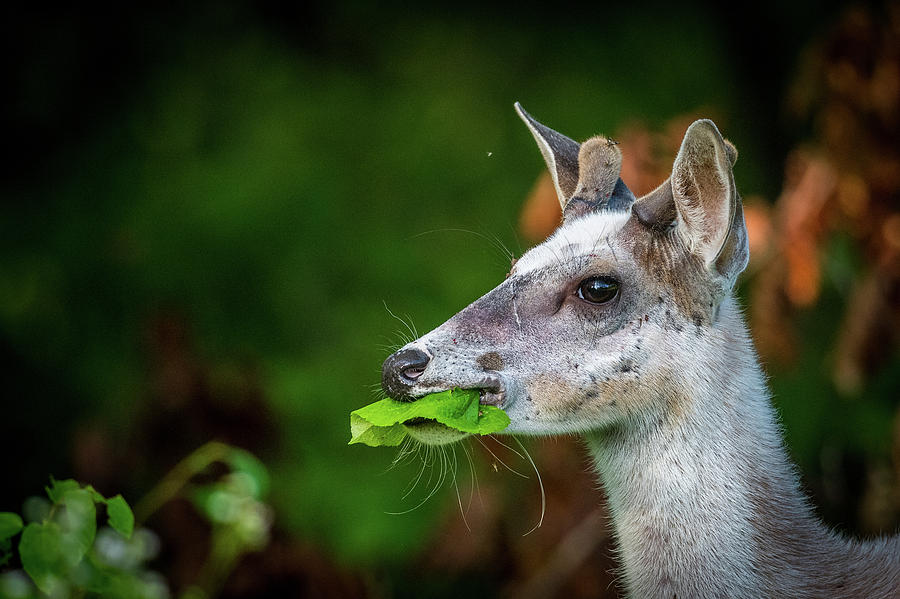 Pie Bald Deer Photograph by Paul Freidlund