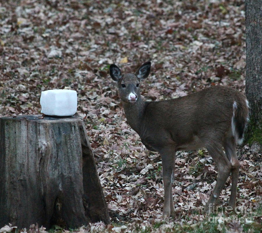 Pie Bald Deer Photograph by Tracy Fritze