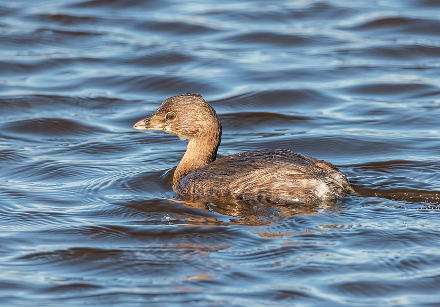 Pied Billed Grebe Photograph by Loree Johnson - Fine Art America