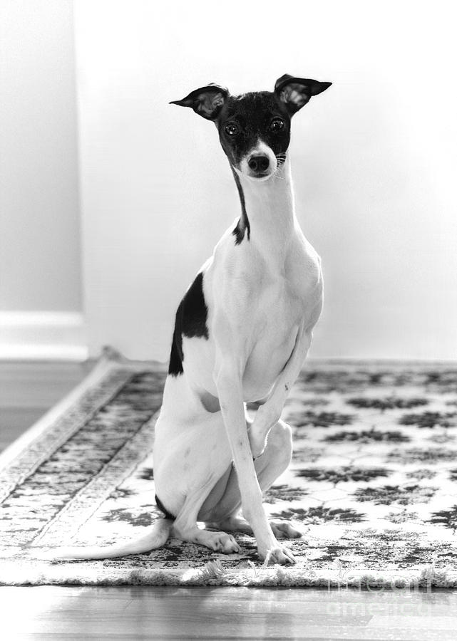 Piebald Italian Greyhound in Black and White Photograph by Angela Rath