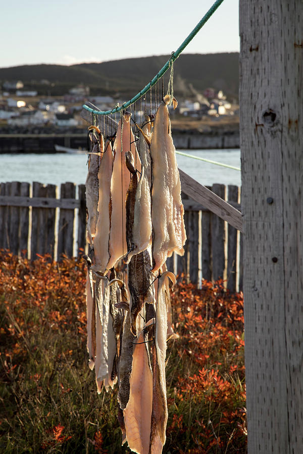 Pieces of salt cod drying in Bonavista, NL, Canada Photograph by Karen Foley