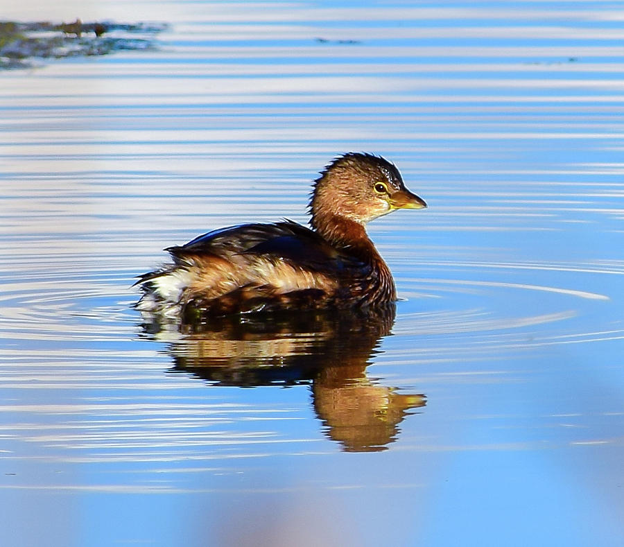 Pied-billed Grebe - 1 Photograph by Alan C Wade - Fine Art America